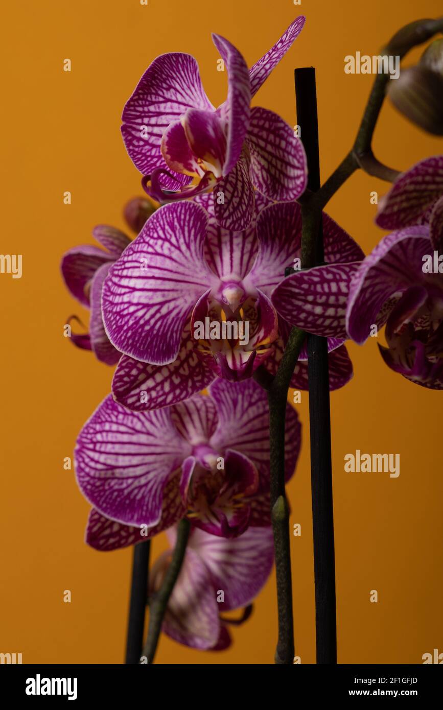 Falenopsis orchidea. Fiori di orchidea viola su sfondo giallo. Messa a fuoco selettiva. Foto Stock