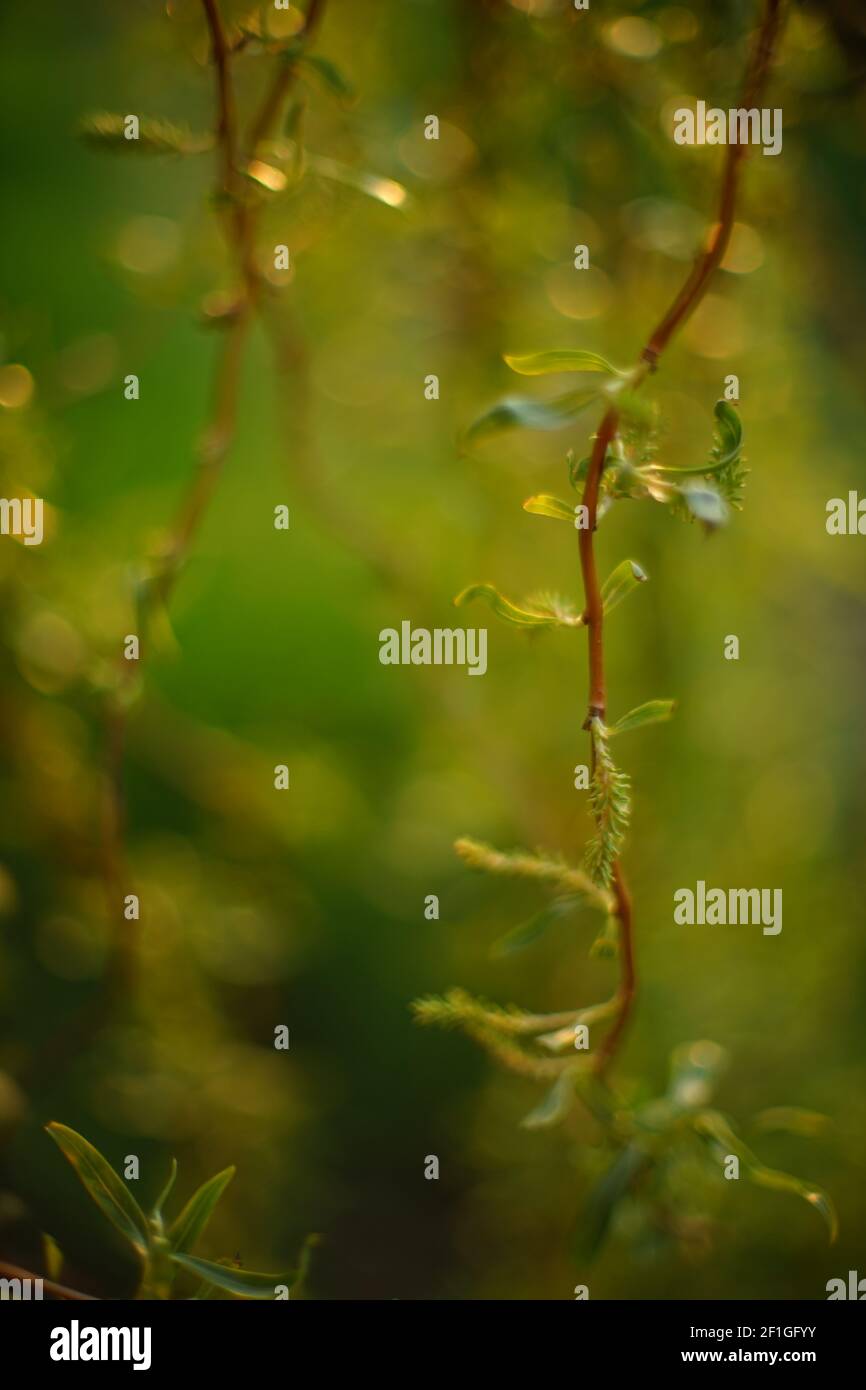 Closeup rami di salice piangente con foglie giovani verdi nel giardino di primavera. Foto Stock