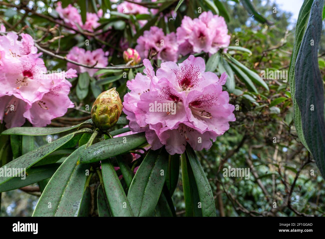 Rhododendron Calophytum, i fiori rosa di rhododendron calophytum visti qui in piena fioritura. Foto Stock