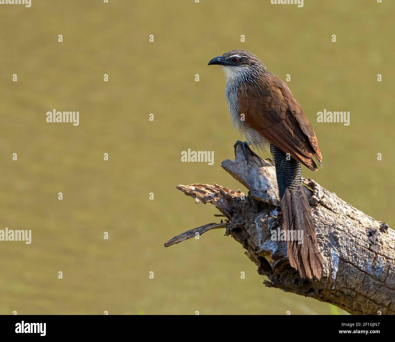 Coucal marrone bianco (Centropus superclous) O cucù con tacco di Lark appollaiato su un arto sull'acqua Foto Stock