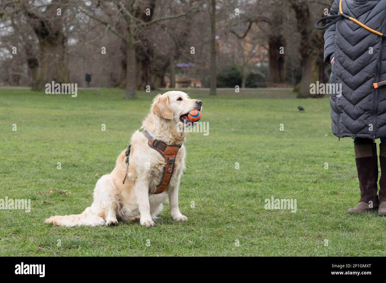 Golden Retriever prende una palla in bocca guardando in su al suo proprietario in un parco all'aperto Foto Stock