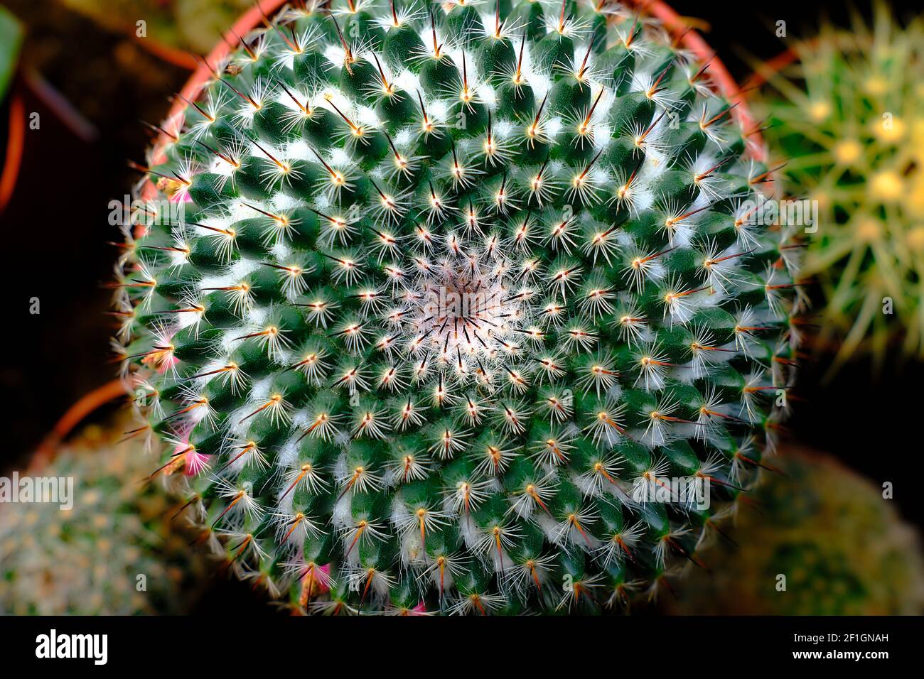 Spine e spirali in una pianta di cactus succulente Foto Stock