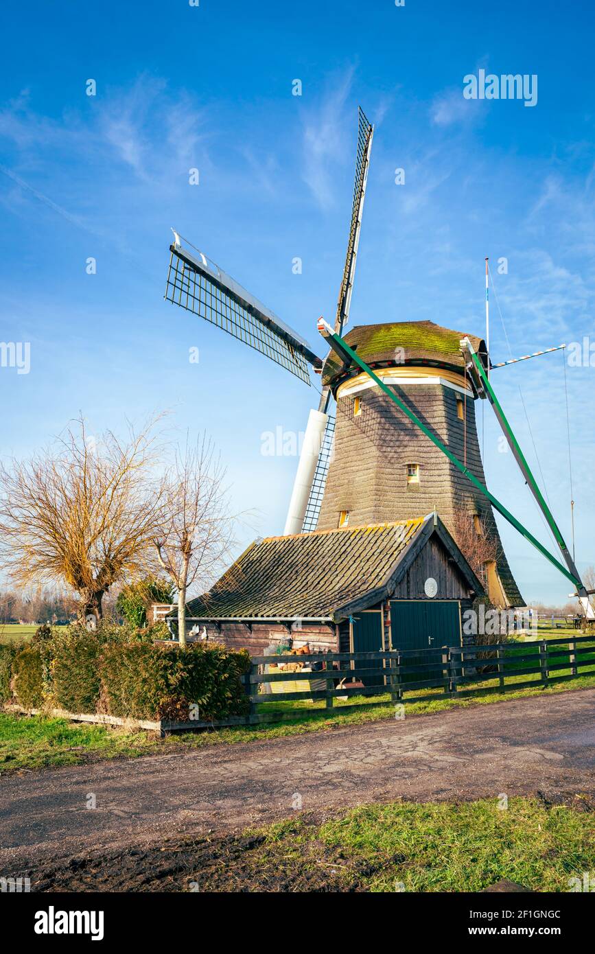 Tradizionale mulino a vento olandese con fienile in una giornata di sole inizio primavera Foto Stock