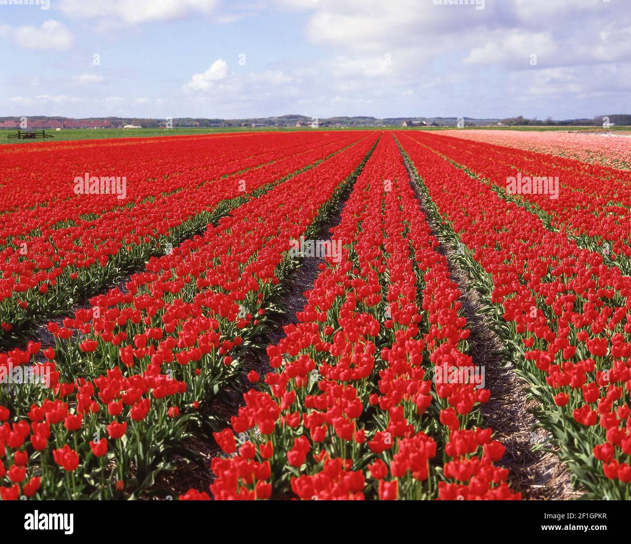 Campo di tulipani vicino Lisse, Zuid-Holland, Regno dei Paesi Bassi Foto Stock