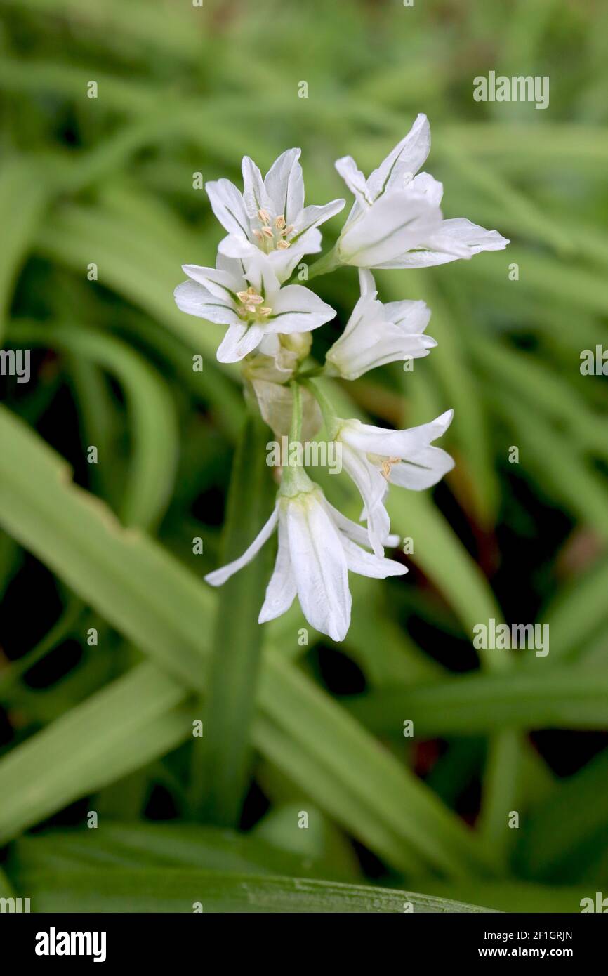 Allium triquetrum porro a tre corni – fiori bianchi a campana con linee verdi e odore di cipolla, marzo, gennaio, Inghilterra, Foto Stock