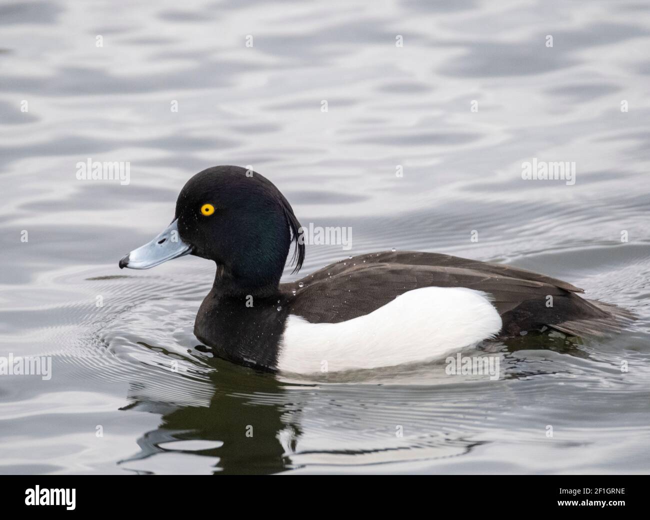 L'anatra maschio Tufted (Aythya fuligula) sul lago di Linlithgow, West Lothian, Scozia. Foto Stock