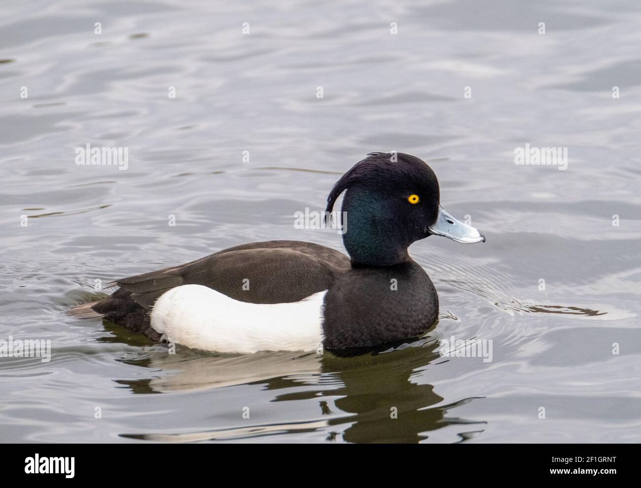 L'anatra maschio Tufted (Aythya fuligula) sul lago di Linlithgow, West Lothian, Scozia. Foto Stock