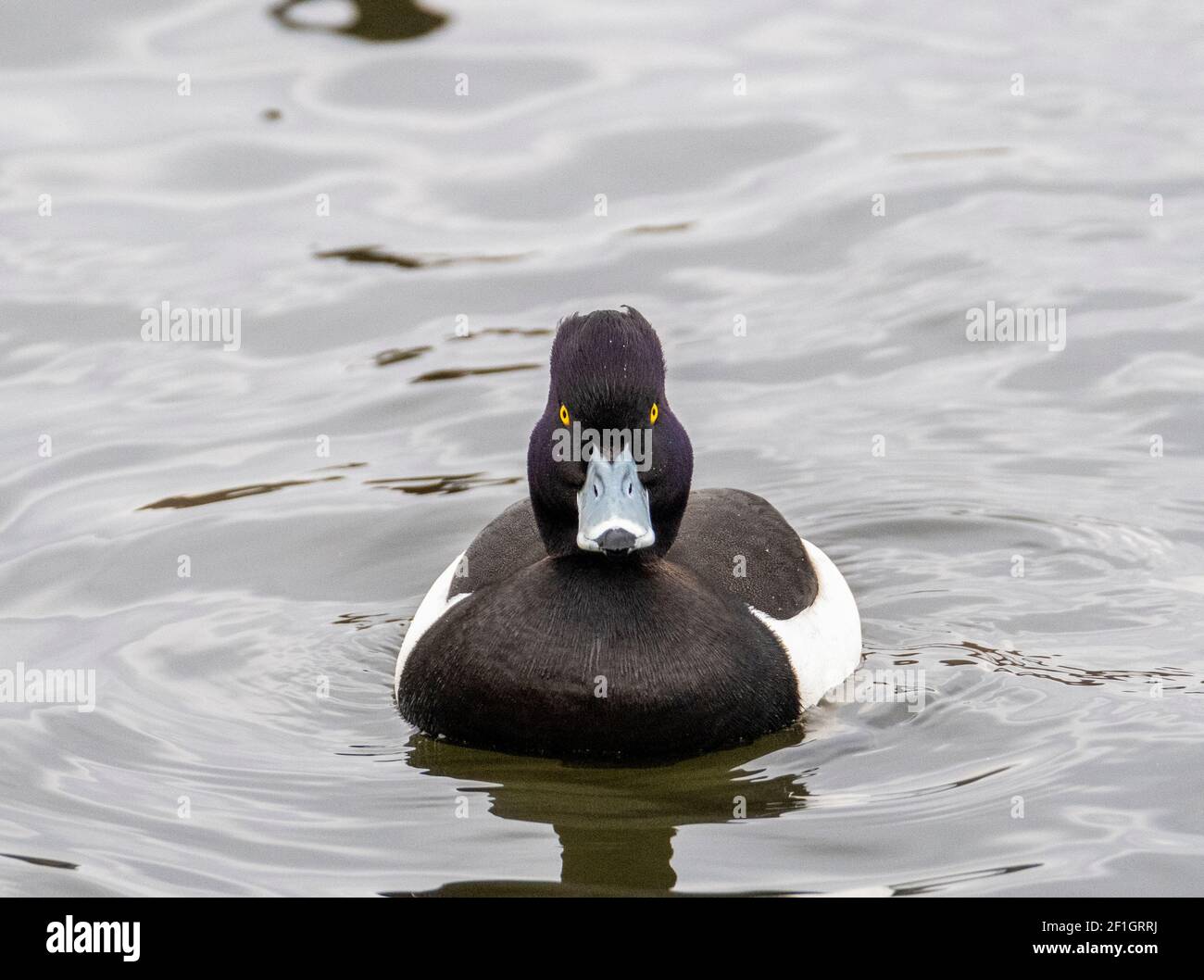 L'anatra maschio Tufted (Aythya fuligula) sul lago di Linlithgow, West Lothian, Scozia. Foto Stock