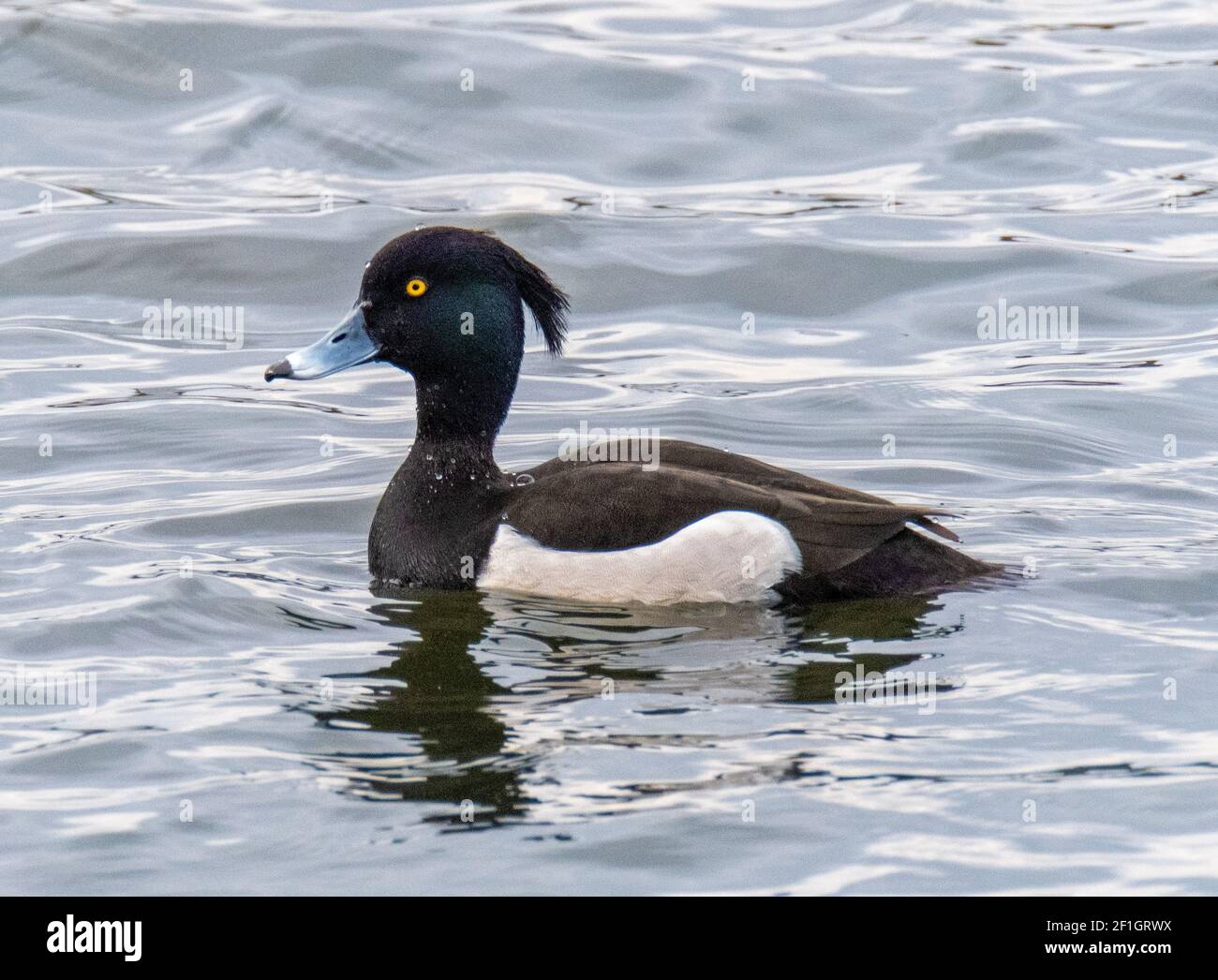 L'anatra maschio Tufted (Aythya fuligula) sul lago di Linlithgow, West Lothian, Scozia. Foto Stock
