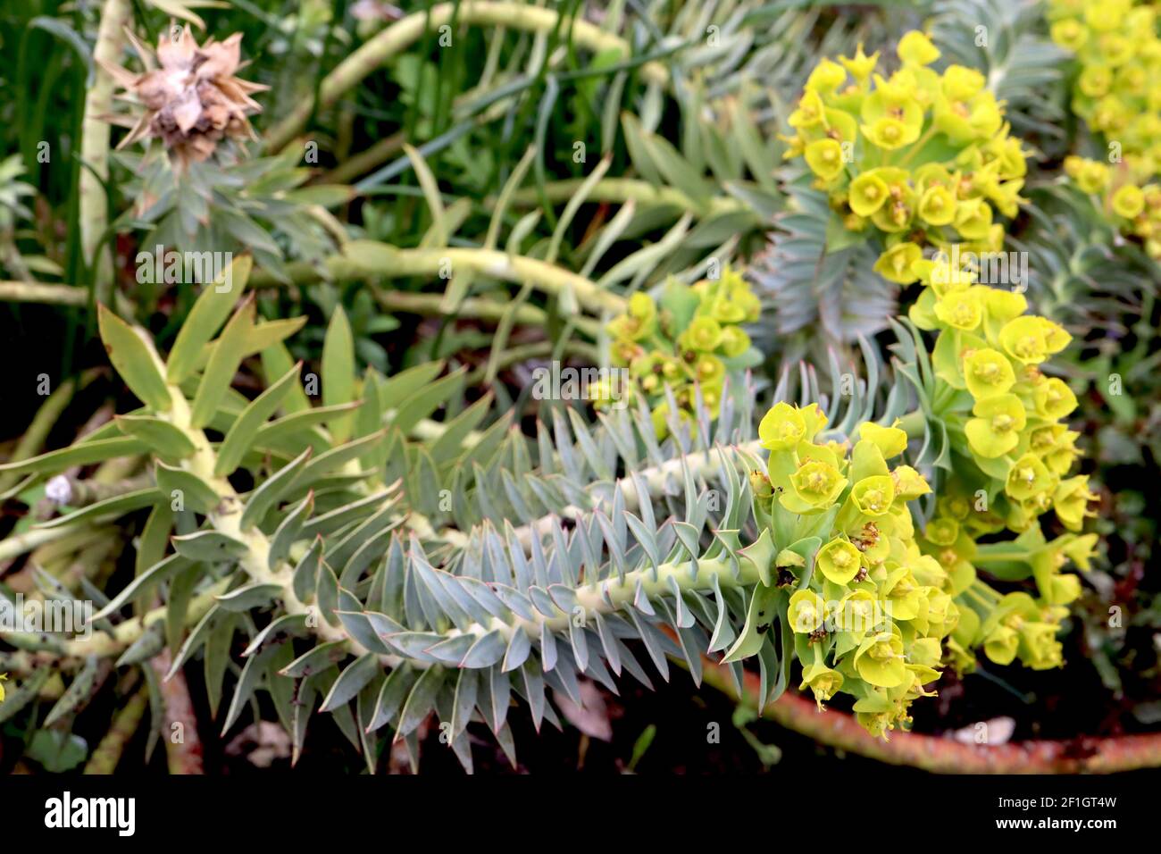 Euphorbia mirsinites Myrtle sprurge – foglie blu verdi disposte a spirale e grappoli di fiori verde lime, marzo, Inghilterra, Regno Unito Foto Stock