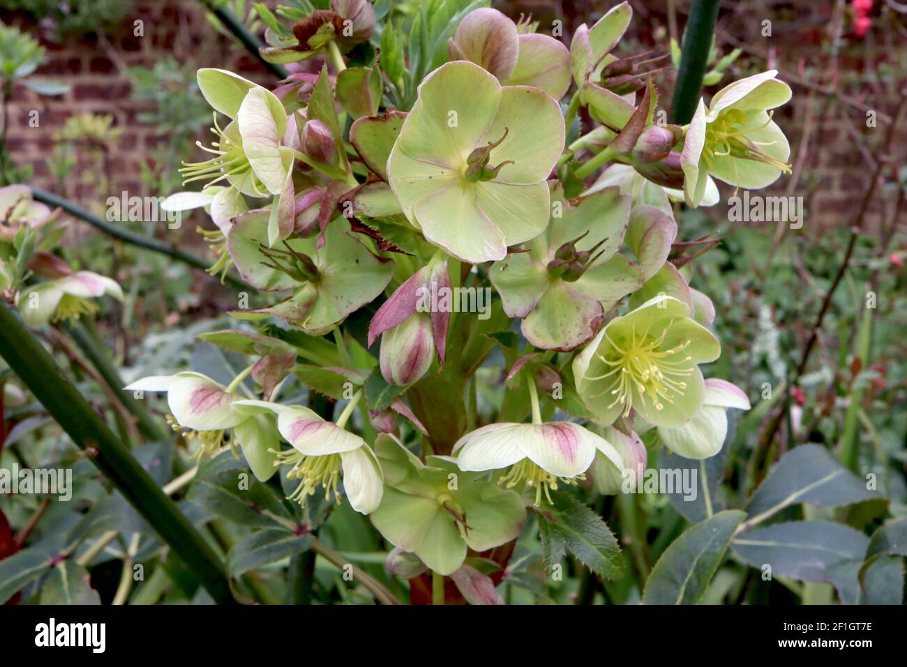 Helleborus lividus hellebore grigio-blu – fiore singolo verde pallido a forma di ciotola con riflessi rosa su steli rossi, marzo, Inghilterra, Regno Unito Foto Stock