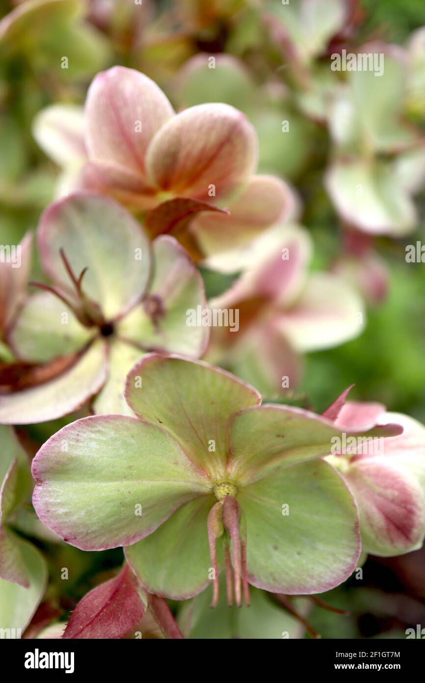 Helleborus lividus hellebore grigio-blu – fiore singolo verde pallido a forma di ciotola con riflessi rosa su steli rossi, marzo, Inghilterra, Regno Unito Foto Stock