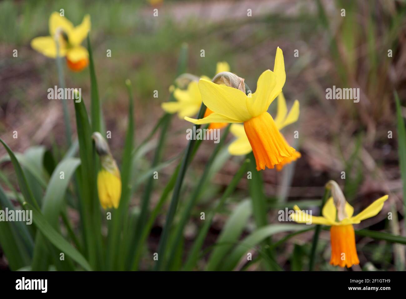 Narcissus ‘Jetfire’ / Daffodil Jetfire Division 6 Cyclamineus Daffodils Daffodils in miniatura gialla con trombe arancioni, marzo, Inghilterra, Regno Unito Foto Stock