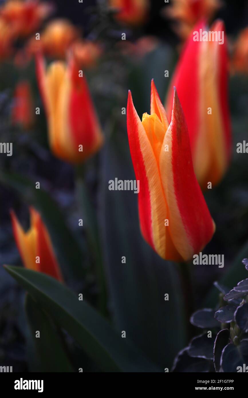 Tulipa ‘Stresa’ Kaufmanniana 12 Stresa tulip – tulipani gialli nani, colore rosso largo, marzo, Inghilterra, Regno Unito Foto Stock