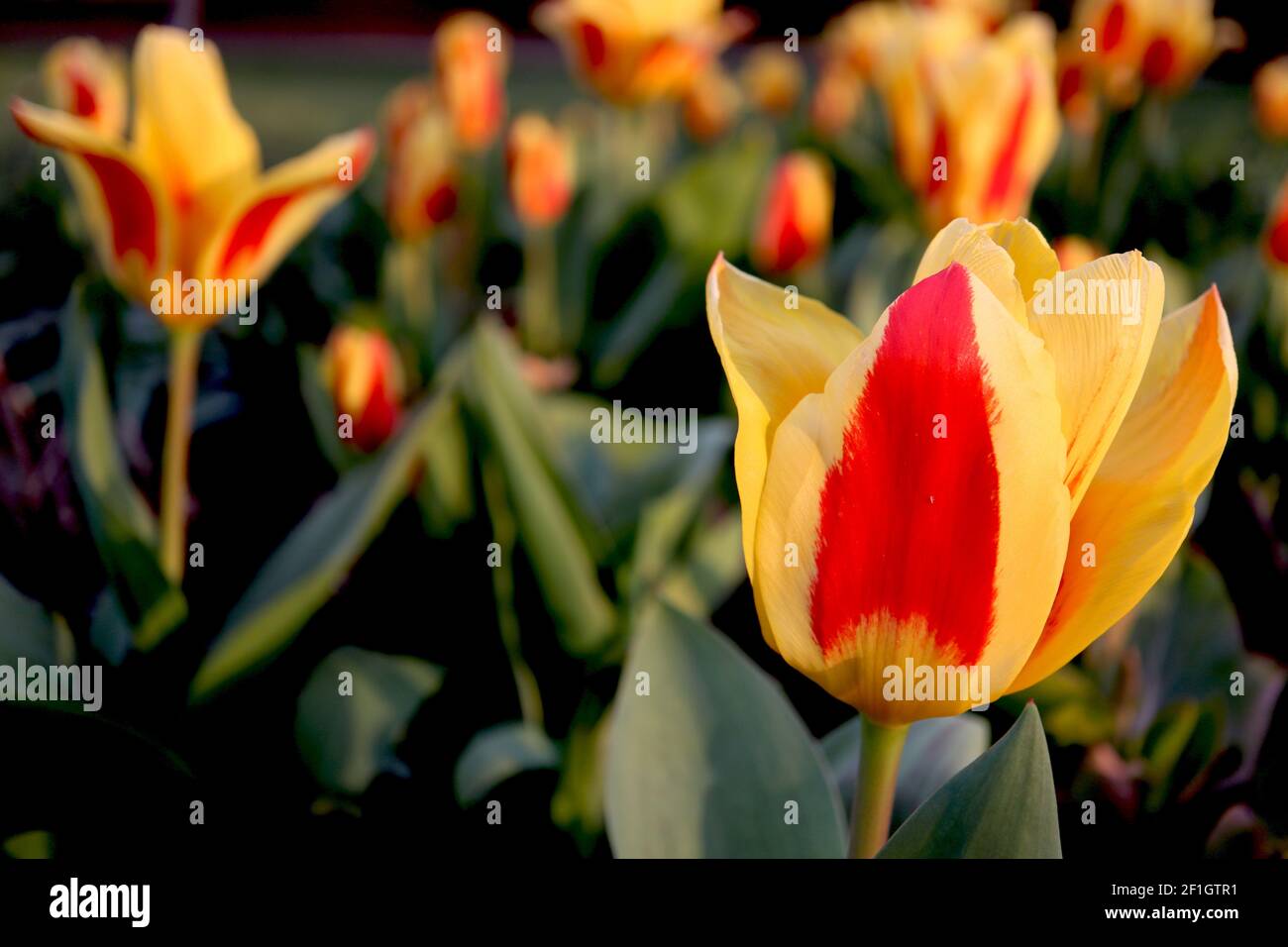 Tulipa ‘Stresa’ Kaufmanniana 12 Stresa tulip – tulipani gialli nani, colore rosso largo, marzo, Inghilterra, Regno Unito Foto Stock