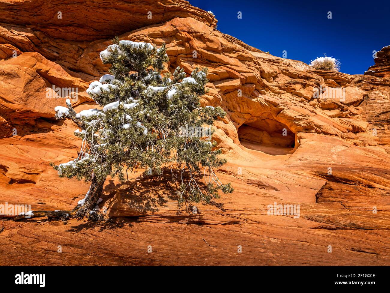 Inverno nel Parco Nazionale degli Arches, Utah. Conifere con neve e arco sullo sfondo Foto Stock