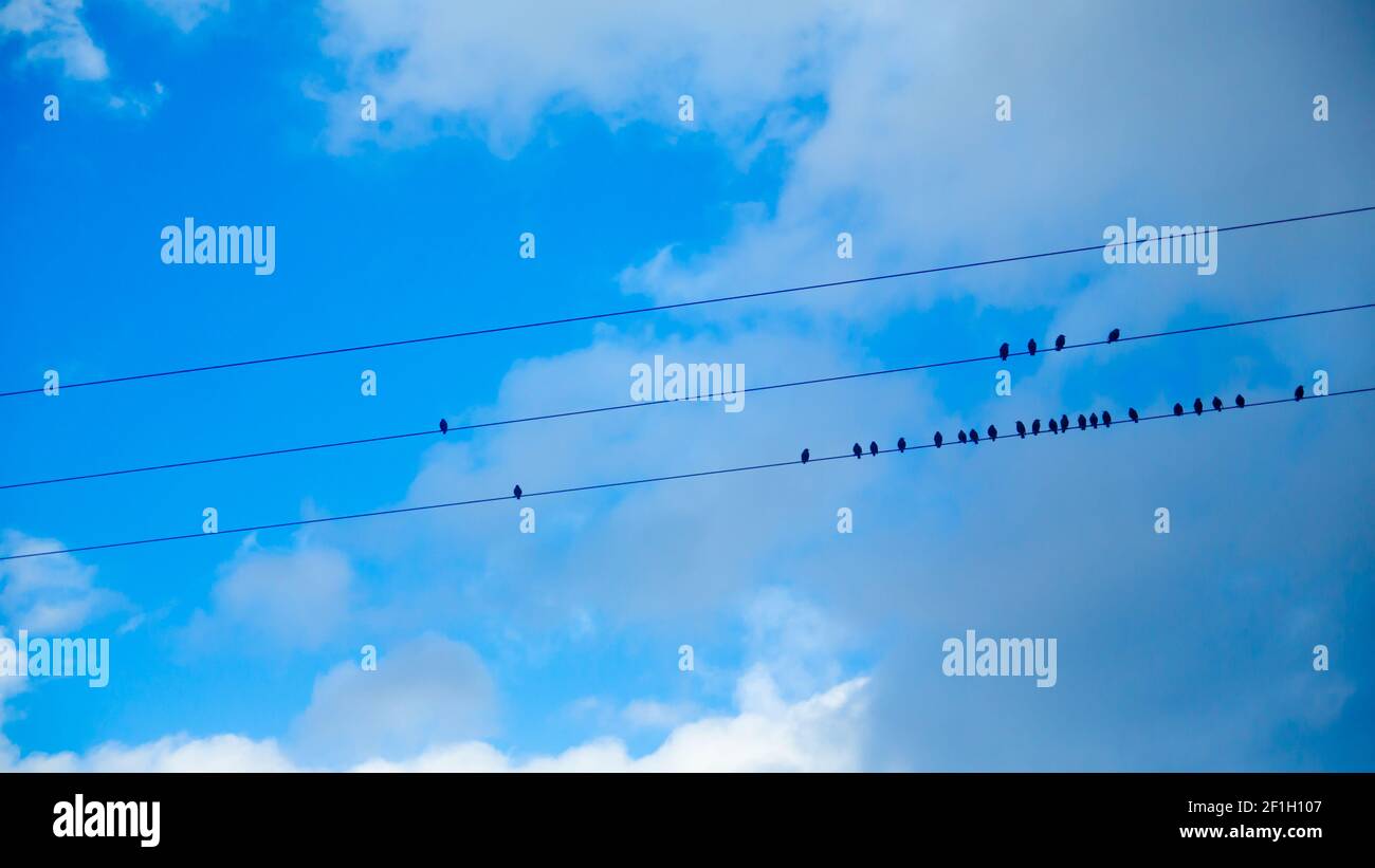Uccelli neri su cavi elettrici in una giornata nuvolosa Foto Stock