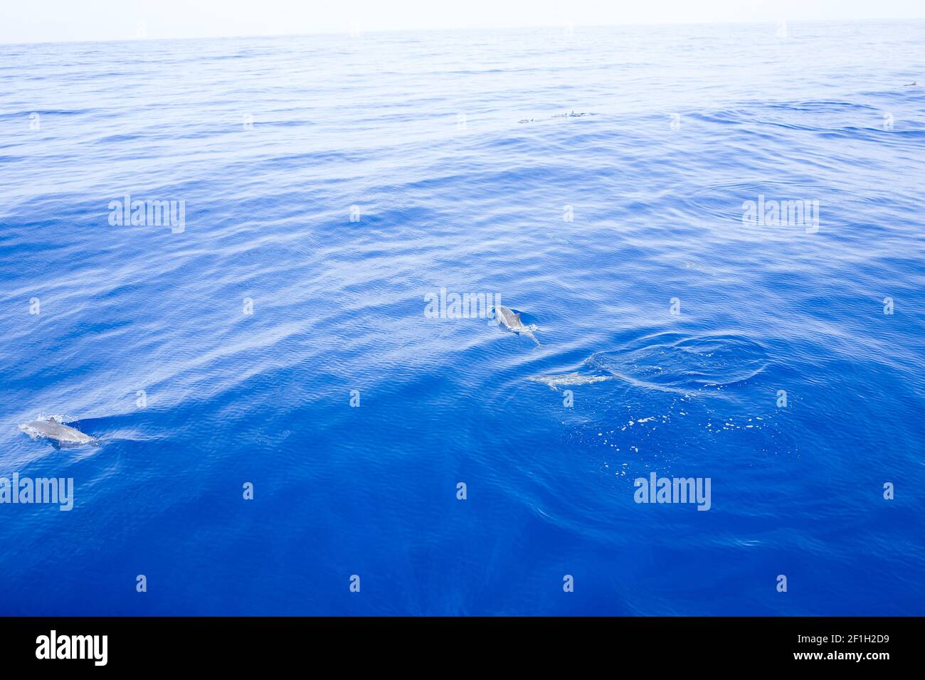 Gruppo di delfini che seguono una barca poco profonda, sparati dalla superficie dell'acqua - viaggiando sull'isola di la Réunion Foto Stock