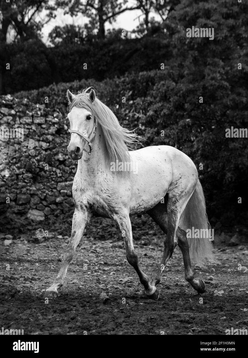 Cavallo bianco e nero trotto sul paddock, libero, manna nel vento, razza Lusitano. Foto Stock