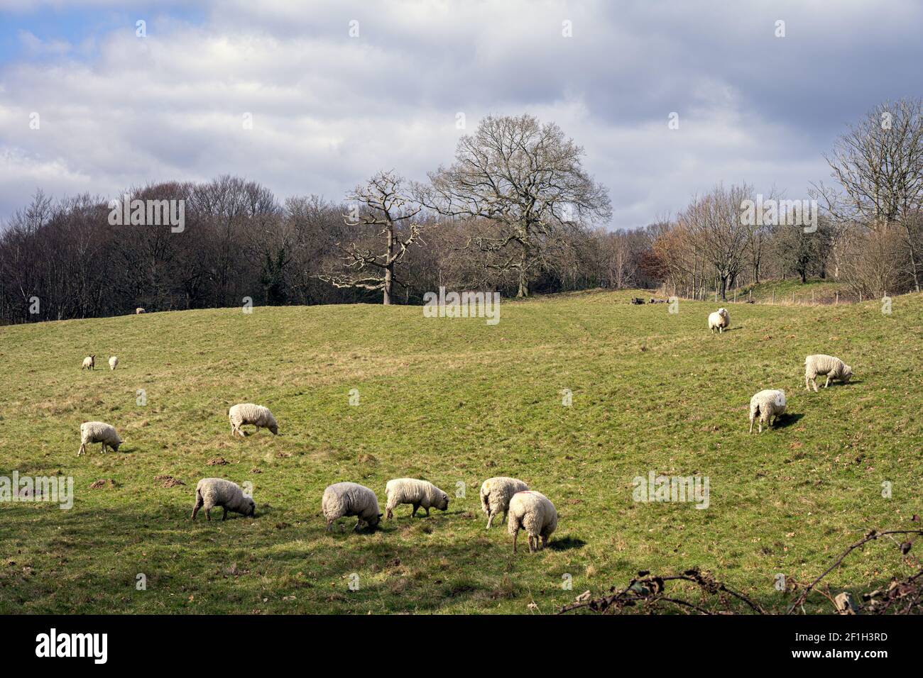 Pecore in un campo a Wealden, Inghilterra, in un luminoso pomeriggio invernale Foto Stock