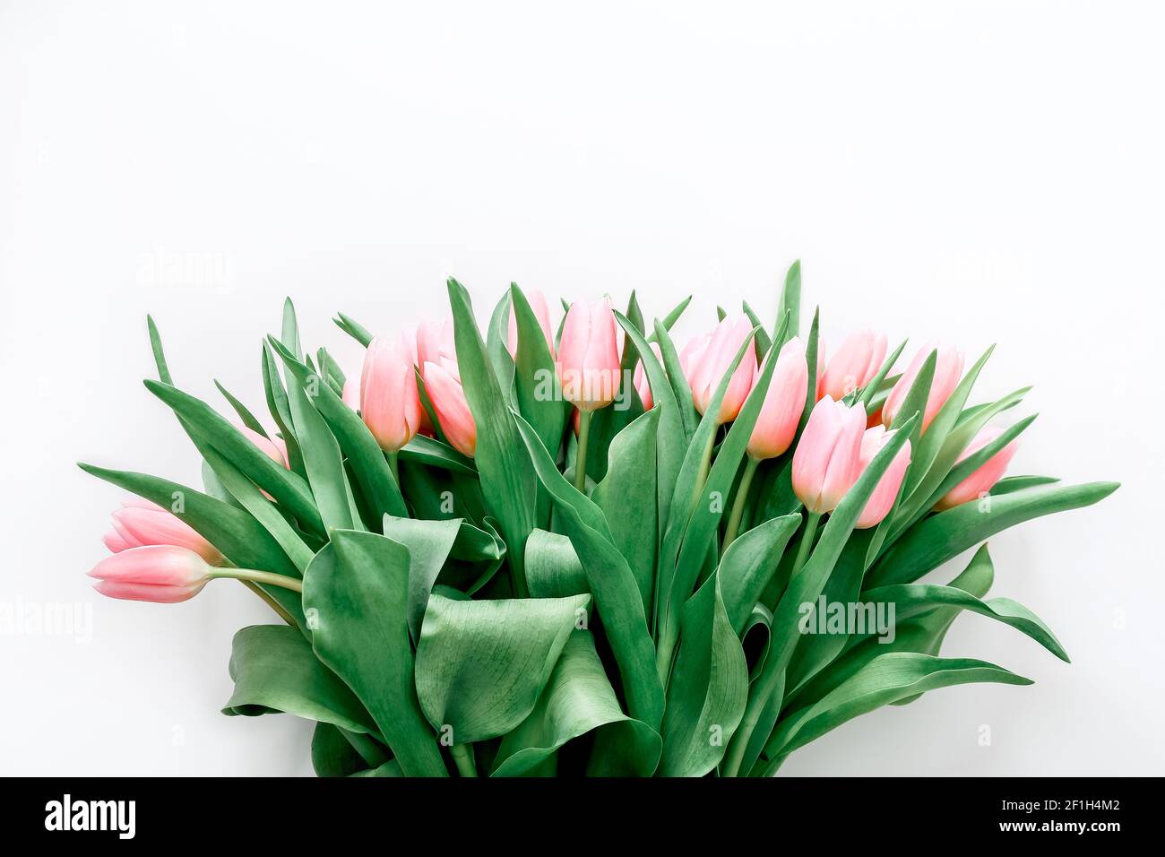 Tulipani colorati rosa su uno sfondo chiaro con spazio per la copia. Vista dall'alto Foto Stock