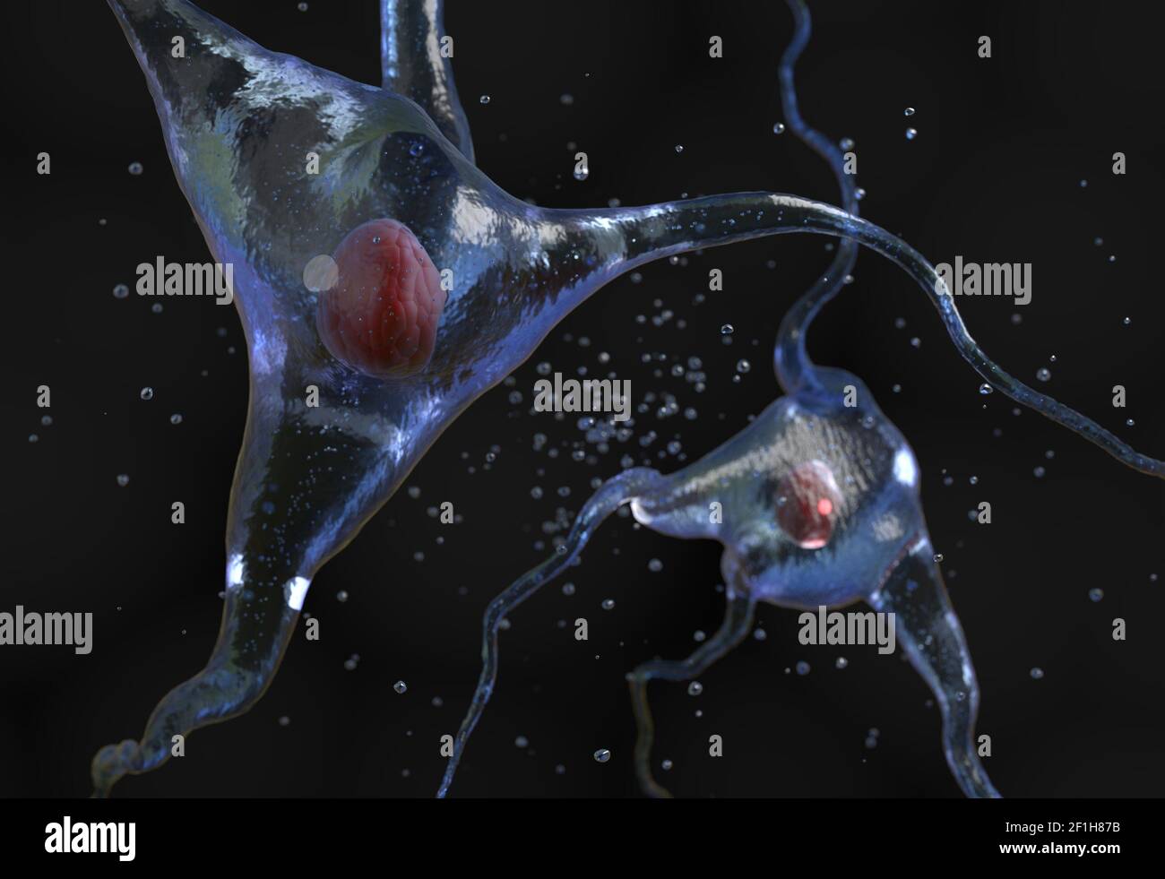Illustrazione della cellula nervosa umana Foto Stock