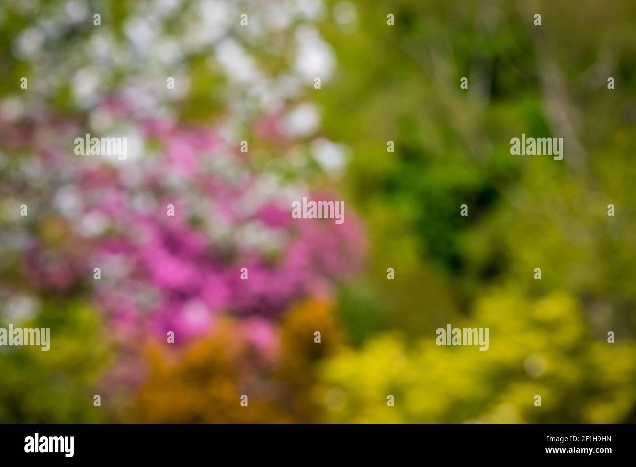 I colori della primavera Foto Stock