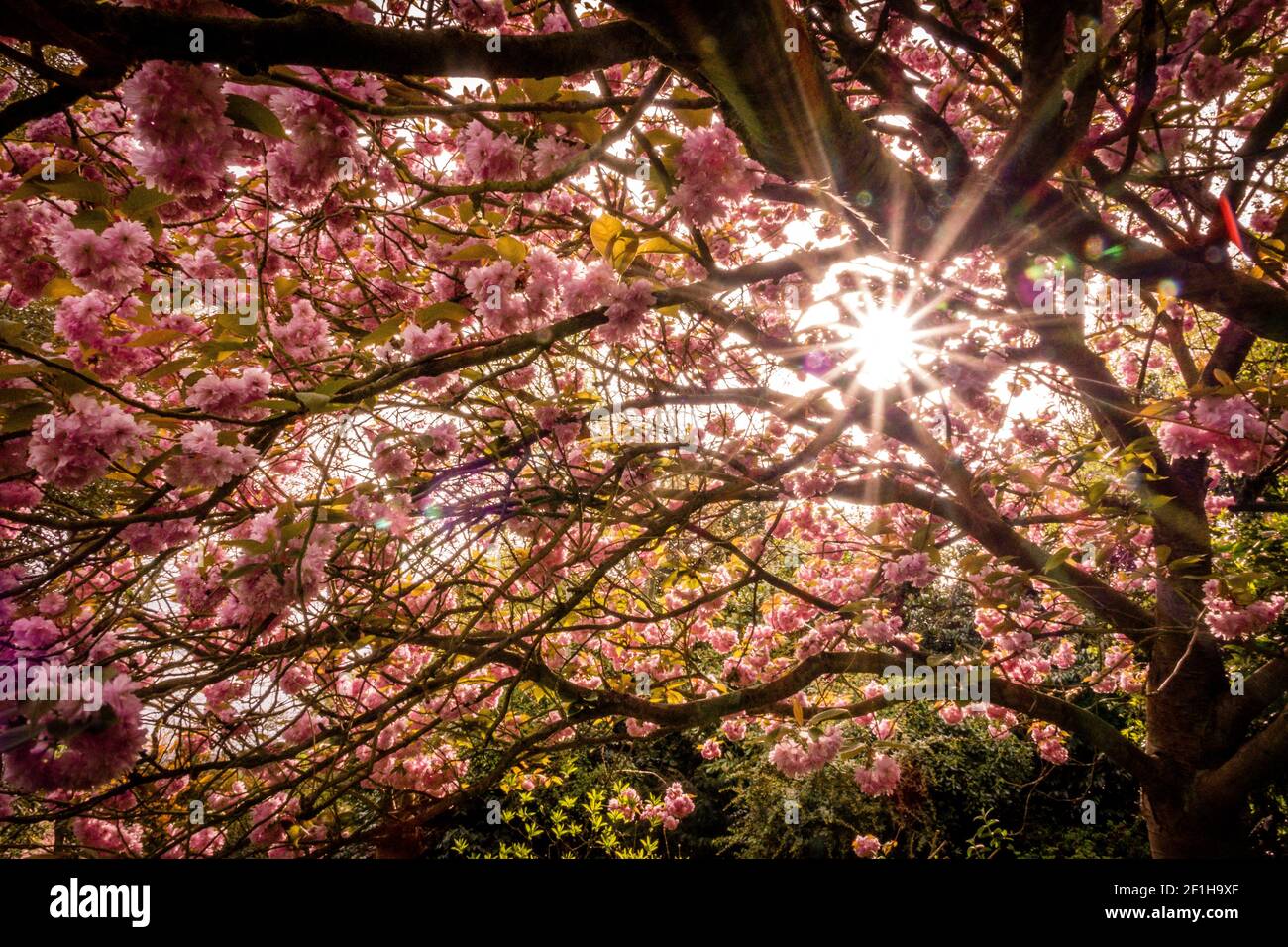 Albero primaverile e raggi solari Foto Stock