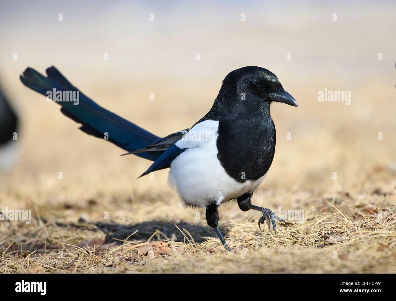 Magpie (Pica pica), Calgary, Santuario degli uccelli di Inglewood, Alberta, Canada Foto Stock