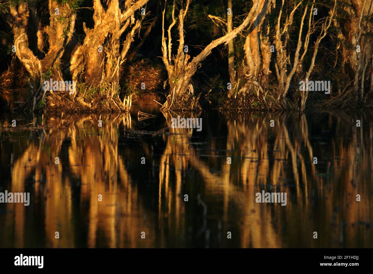 Alberi di eucalipto (Melaleuca cajuputi) sul lago paludoso di acqua dolce. Foto Stock