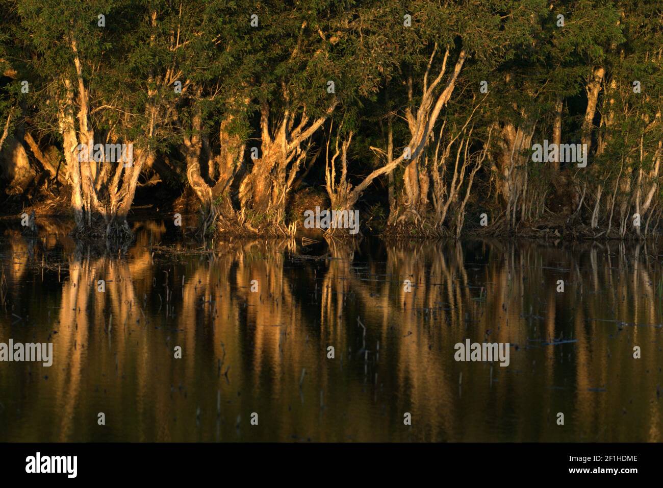 Alberi di eucalipto (Melaleuca cajuputi) su un lago paludoso di acqua dolce chiamato Lago Peto in Rote centrale, Rote Ndao, Nusa Tenggara orientale, Indonesia. Foto Stock