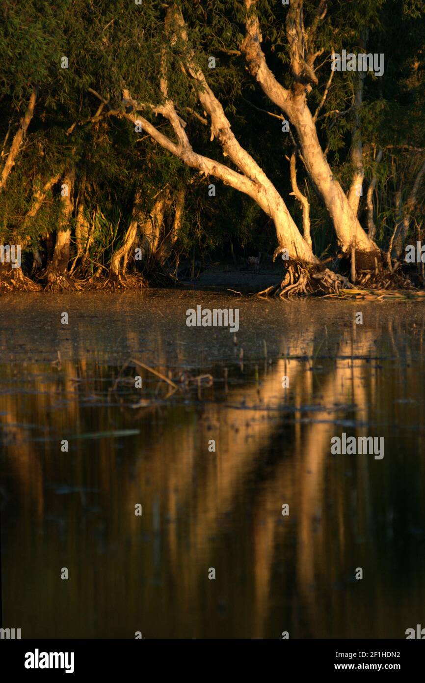 Alberi di eucalipto (Melaleuca cajuputi) su un lago paludoso di acqua dolce chiamato Lago Peto in Rote centrale, Rote Ndao, Nusa Tenggara orientale, Indonesia. Foto Stock