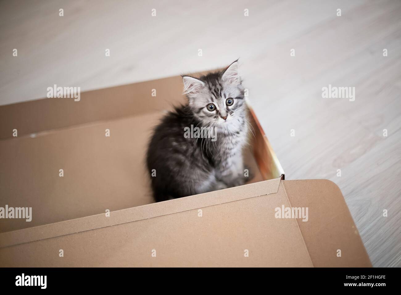 Un piccolo gattino in una scatola di cartone aperta. Il Servizio postale. Invio di merci agli animali. Foto Stock