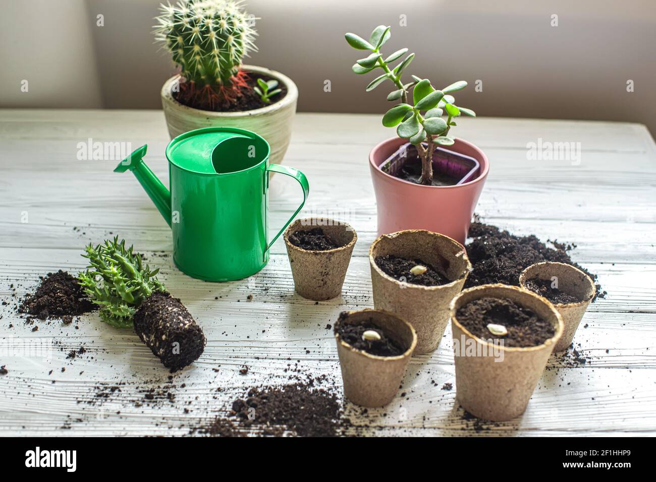 Attrezzi per trapiantare piante a casa. Succulento con radici che giacciono sul tavolo, albero di denaro trapiantato e cactus. Tazze di torba di carta con agrumi piantati Foto Stock