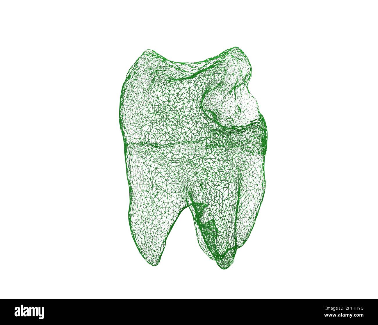 Wireframe dentale dente isolato su bianco 3D illustrazione Foto Stock