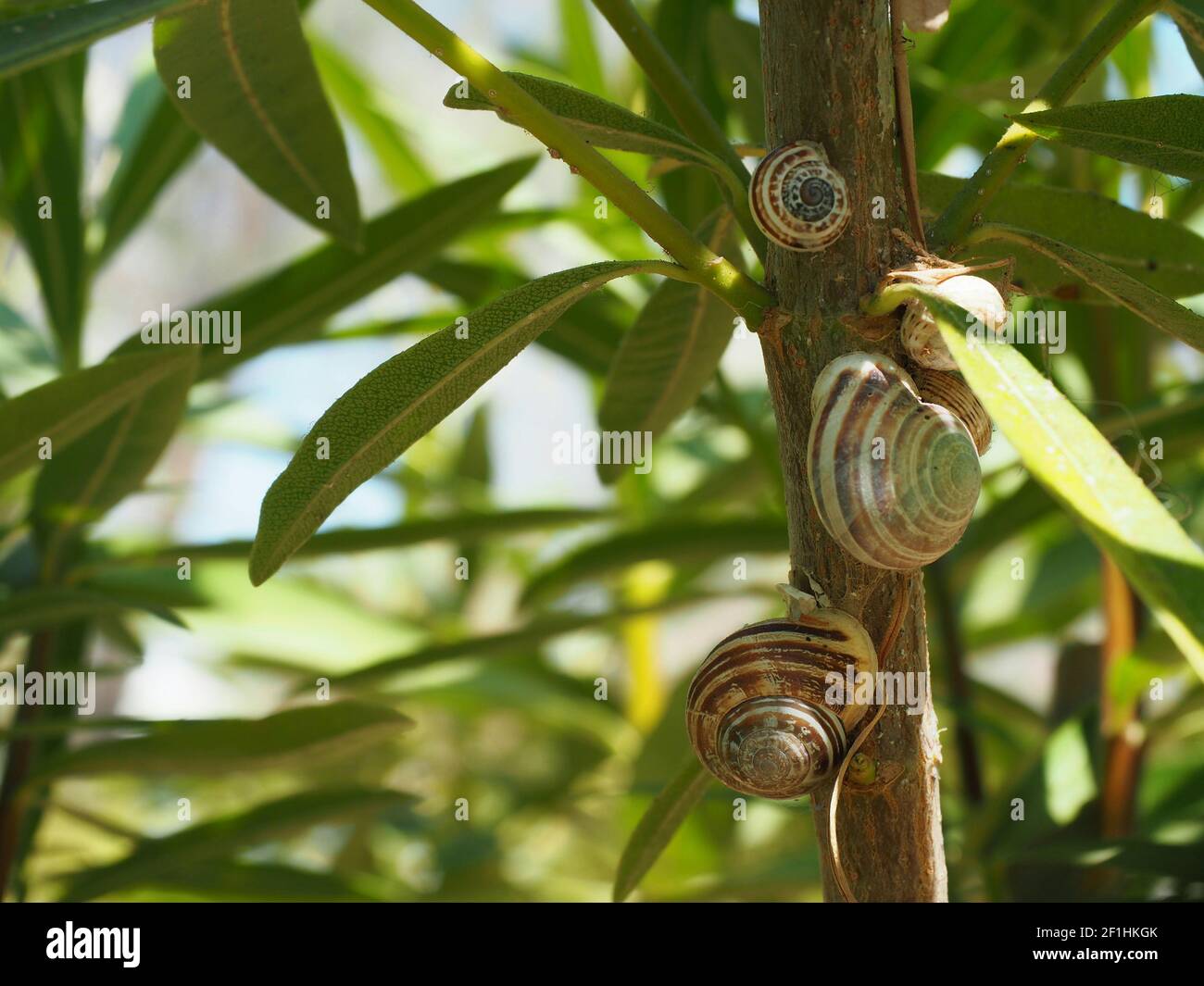 Un gruppo di lumache a fascia di cioccolato sul gambo di un oleandro Bush su un'isola greca Foto Stock Un gruppo di lumache a fascia di cioccolato sul gambo di un oleandro Bush su un'isola greca Foto Stock