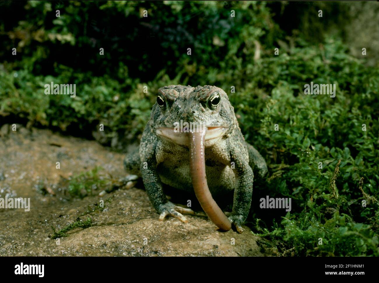 Il predatore di zuppa cattura un morso sostanziale di verme di terra in una lotta ritualizzata e imprevedibile in un giardino, Missouri USA Foto Stock