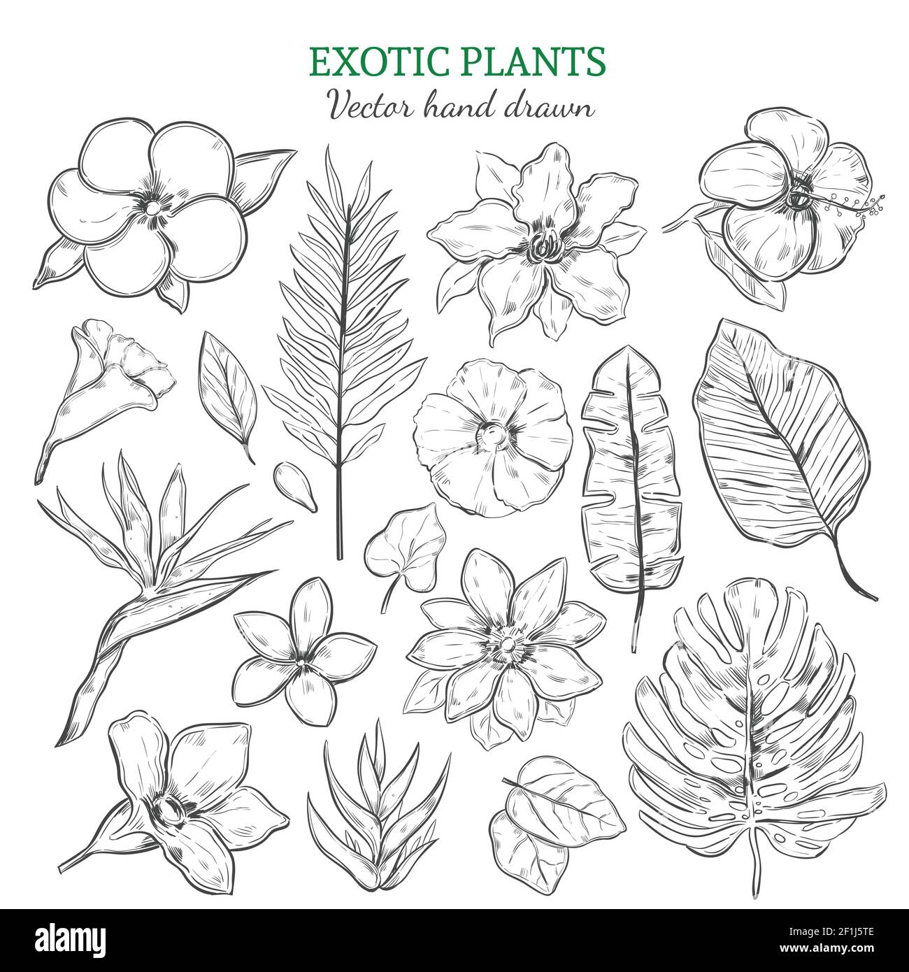Piante esotiche disegnate a mano con fiori tropicali naturali e. lamine in  un'illustrazione vettoriale isolata in stile monocromatico Immagine e  Vettoriale - Alamy