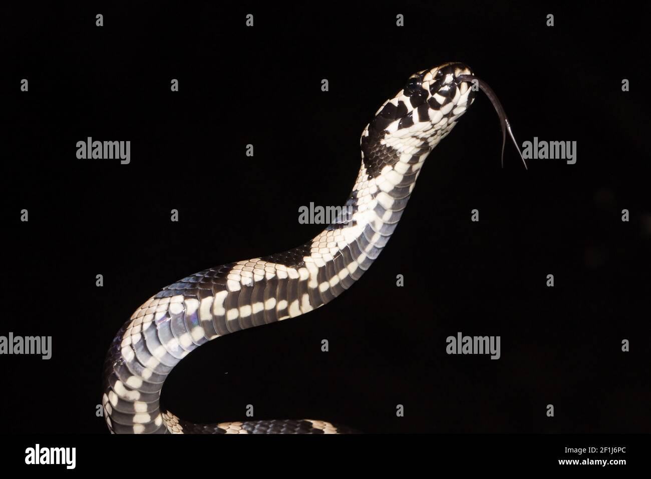 Stephens serpente a bande che tremola la lingua Foto Stock