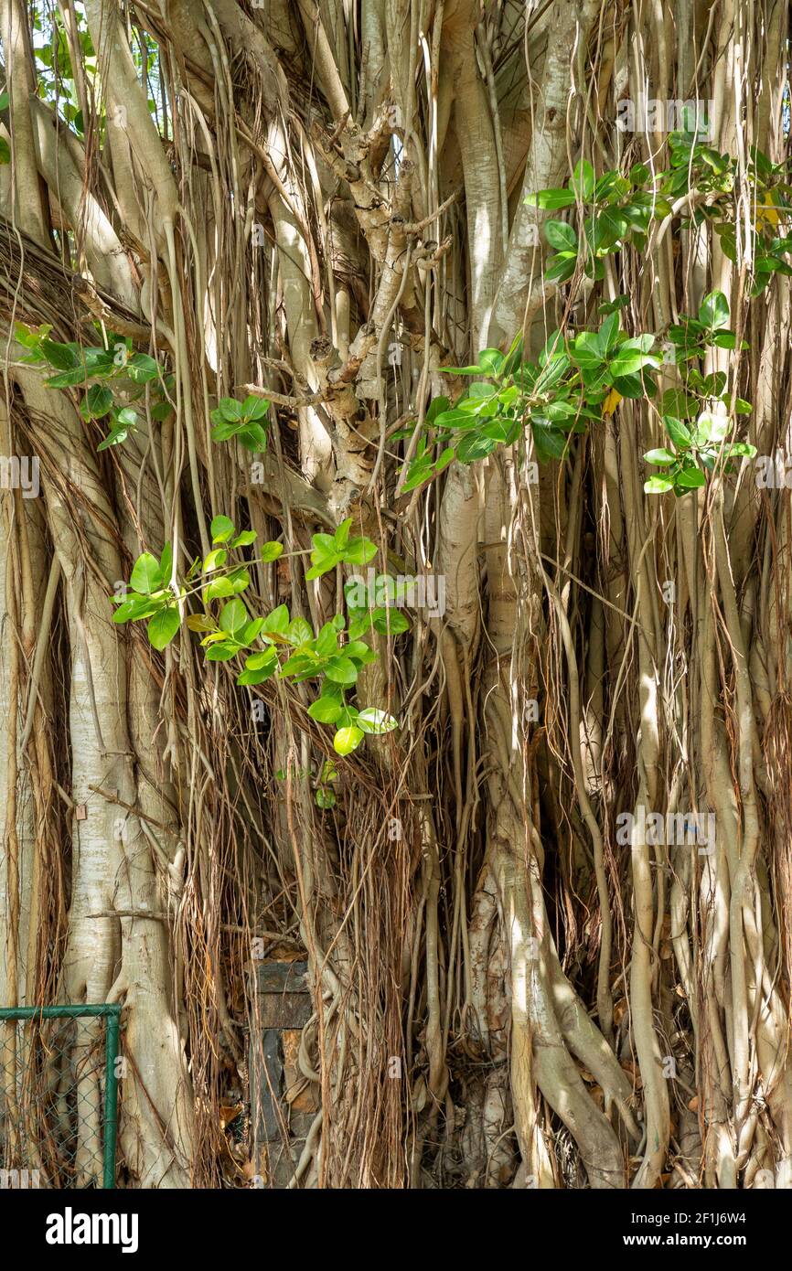 Banyan (Ficus benghalensis), radici aeree, Mauritius, Africa. Foto Stock