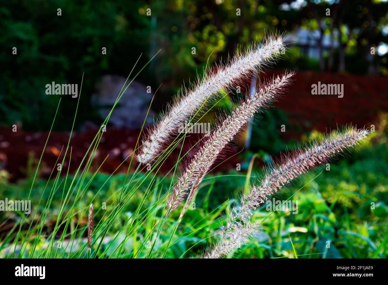 fiorire erba selvatica nel vento. Foto Stock