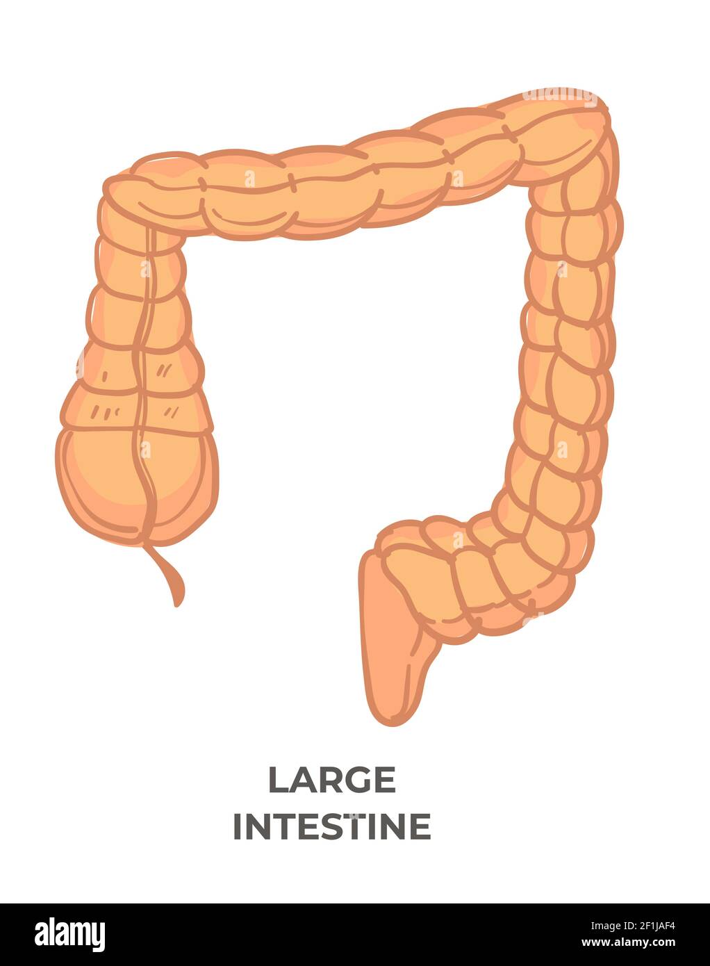 Intestino crasso, sistema digestivo del corpo umano Illustrazione Vettoriale