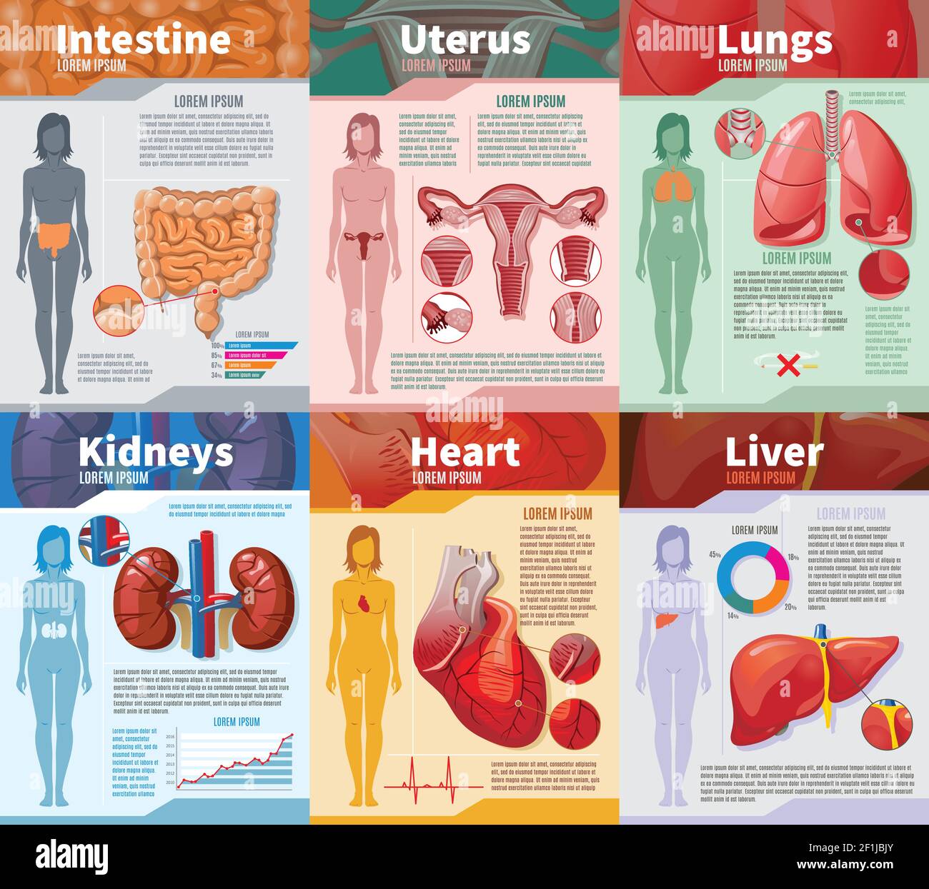 Cartoon organi umani interni modello infografico con intestino riproduttivo femminile polmoni del sistema reni cuore e fegato illustrazione vettoriale Illustrazione Vettoriale