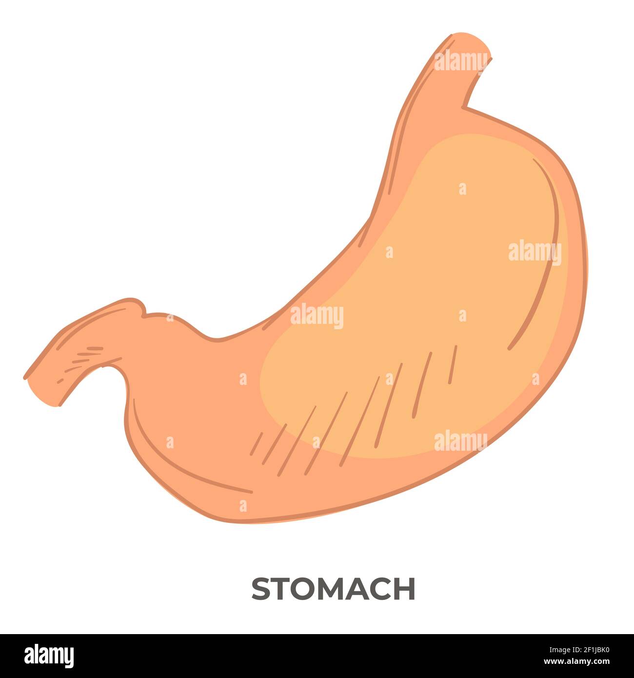 Organo dello stomaco del corpo umano, struttura anatomica Illustrazione Vettoriale