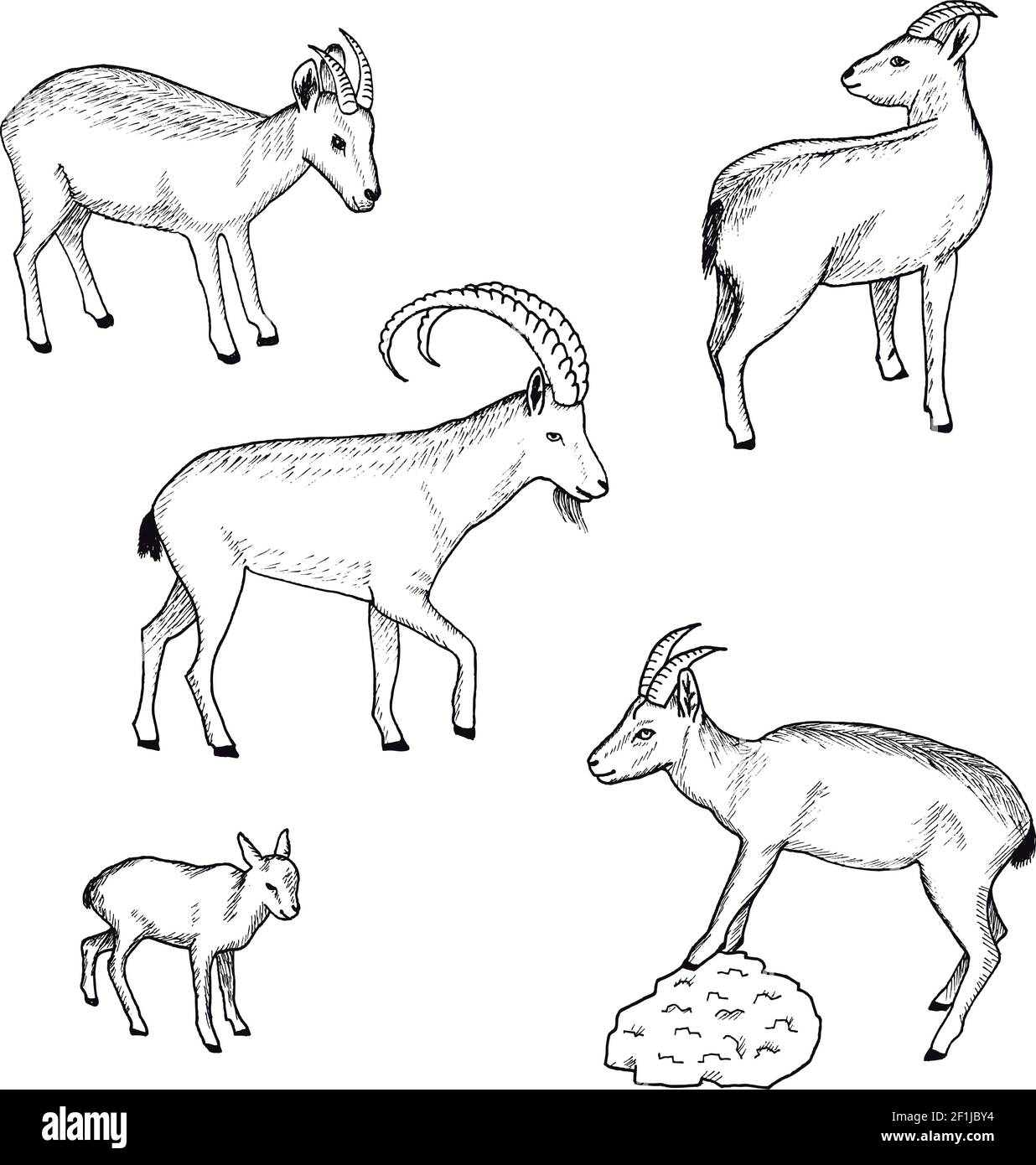 Abbozzare la collezione di animali da fattoria con la nanna di capra selvatica e capretto immagine vettoriale isolata su sfondo bianco Illustrazione Vettoriale Abbozzare la collezione di animali da fattoria con la nanna di capra selvatica e capretto immagine vettoriale isolata su sfondo bianco Illustrazione Vettoriale