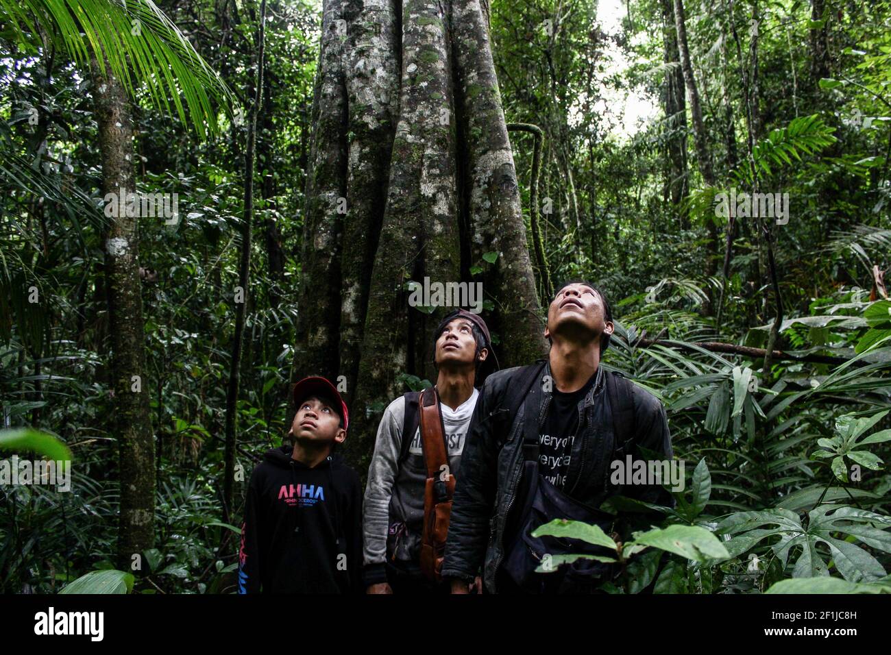 Dedi Langlangbuana, CECEP Kenzi e figlio aspettano la canzone degli uccelli intrappolati nella foresta di Kareumbi.Dedi Langlangbuana e CECEP Kenzi hanno lavorato come cacciatori di uccelli canori per 21 anni nella foresta. Intrappolano gli uccelli usando una rete speciale che è posta sopra gli alberi ad un'altezza di circa 30 metri. Un albero ha circa quindici reti e la lunghezza di una rete è di tre metri. In una cattura possono ottenere 50 - 100 degli uccelli di canzone. Il prezzo medio di questi uccelli varia da 0,70USD a 278USD o anche più secondo il tipo di uccello. Foto Stock