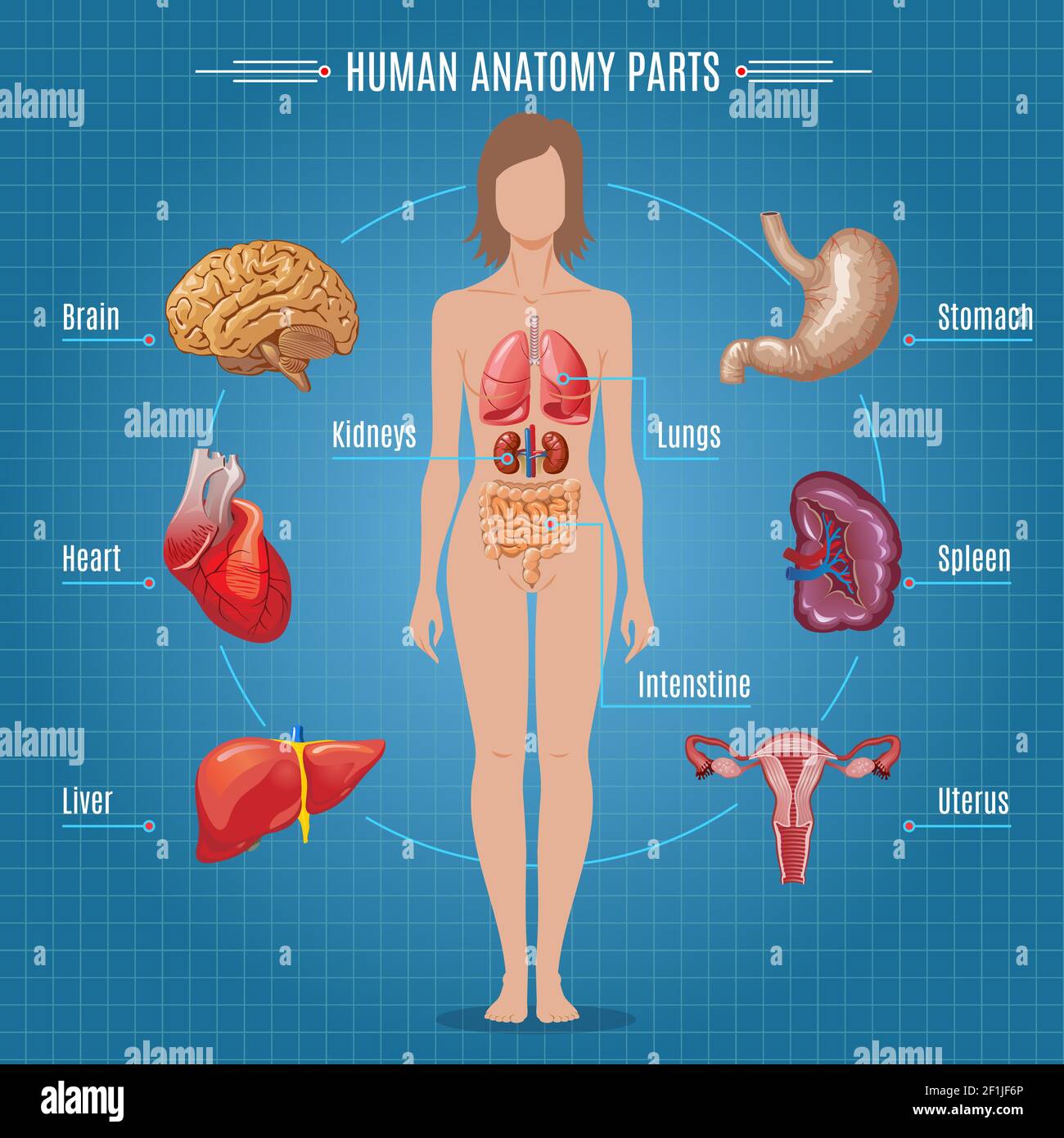 Concetto infografico di parti anatomiche umane con organi interni femminili in illustrazione vettoriale in stile cartoon Illustrazione Vettoriale