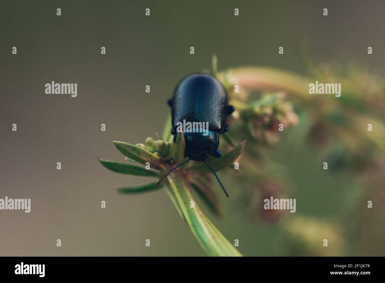 Black Dor Beetle, Anoplotrupes stercorosus, sul gambo verde in estate Foto Stock