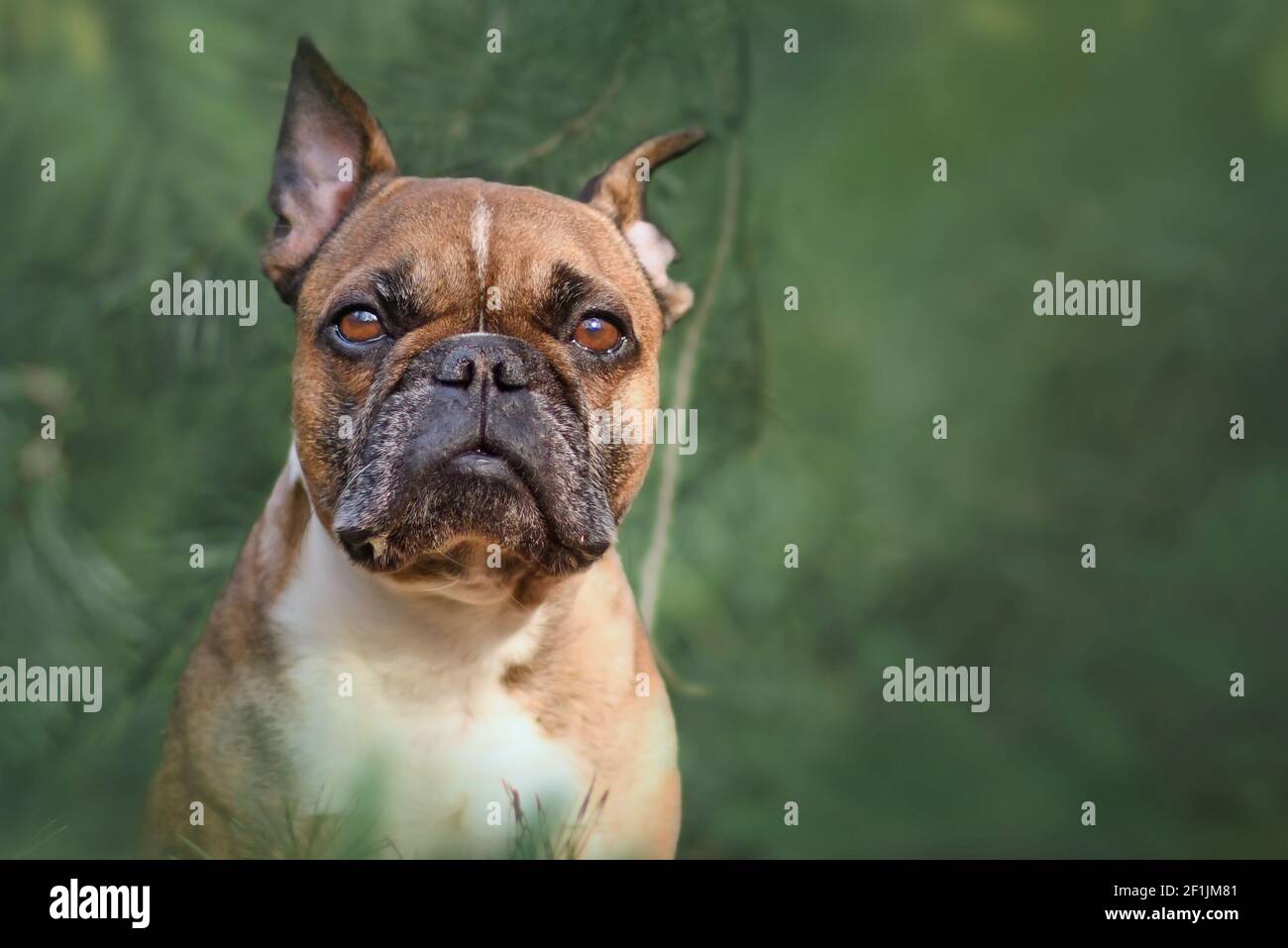 Ritratto di cane Bulldog francese cucito tra alberi di pino sfocati Foto Stock