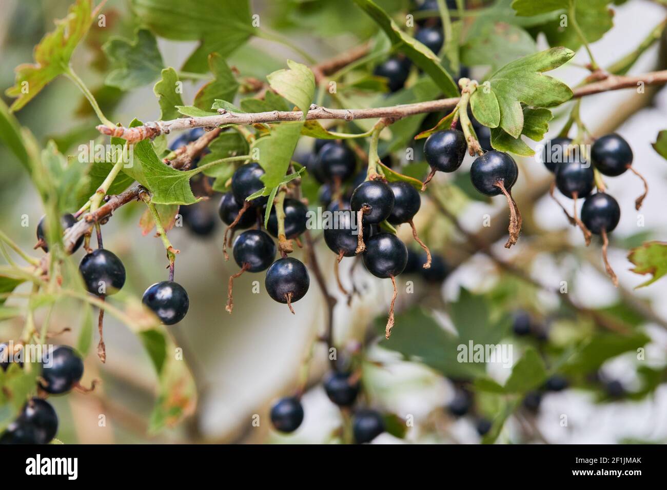 Jostaberry. Ibrido di un'uva spina e ribes. Bel ramo con bacche e foglie mature Foto Stock